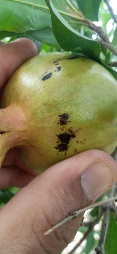 Fruit Cracking - Pomegranate