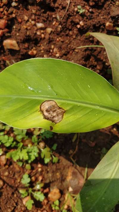 Anthracnose - Banana