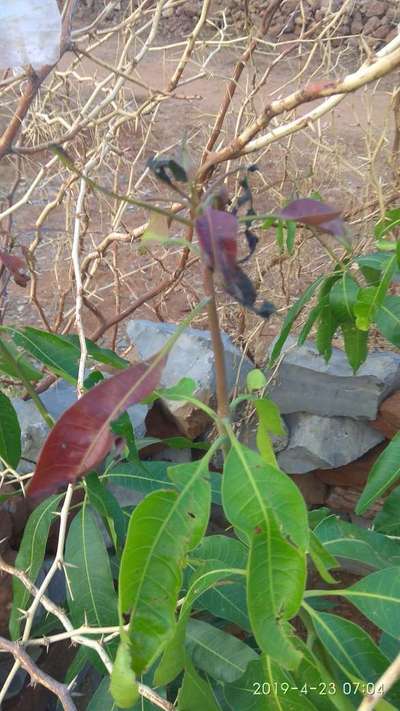 ಬೋರಾನ್ ಕೊರತೆ - ಮಾವು