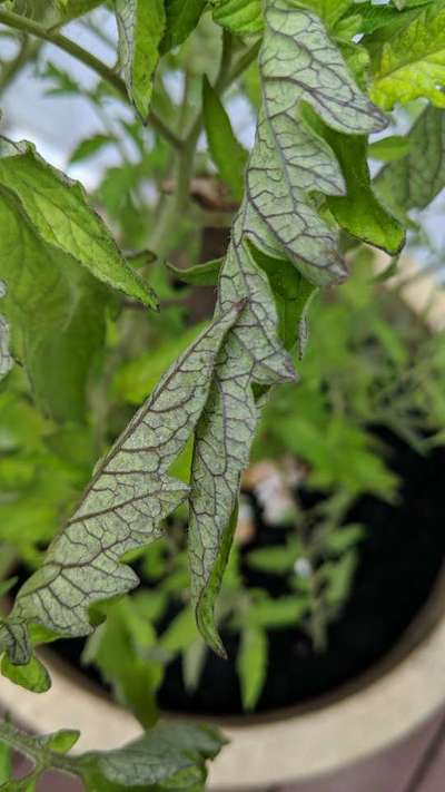 Phosphorus Deficiency - Tomato