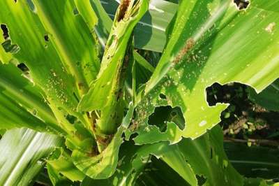 Fall Armyworm - Maize