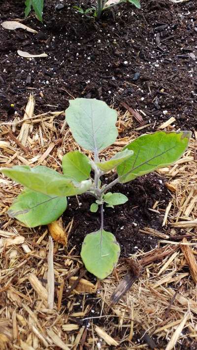 Potassium Deficiency - Brinjal