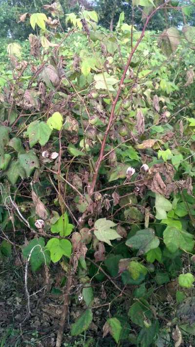 Fusarium Wilt - Cotton