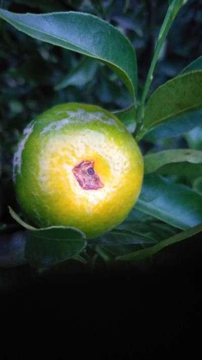 Mosca de la fruta mediterránea - Cítricos