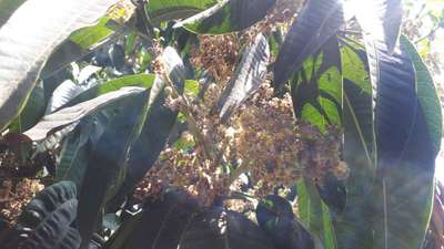 Powdery Mildew of Mango - Mango