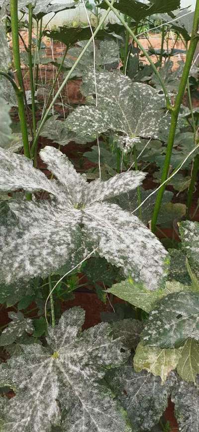 Powdery Mildew - Okra