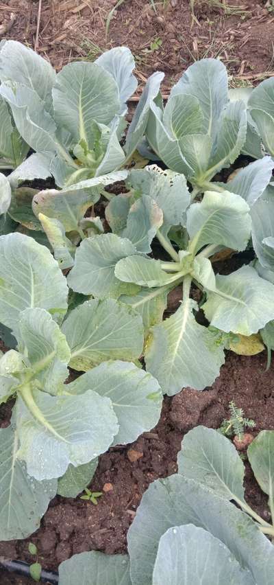 ಕಪ್ಪು ಕೊಳೆತ - ಎಲೆಕೋಸು