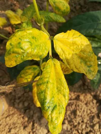 kidney bean leaves