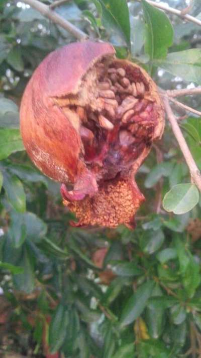 Bacterial Blight of Pomegranate - Pomegranate