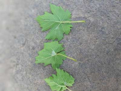 ಬಿಳಿ ನೊಣಗಳು - ದ್ರಾಕ್ಷಿ