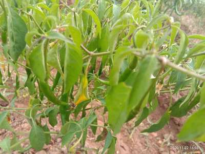 Nitrogen Deficiency - Capsicum & Chilli