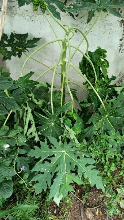 Boron Deficiency - Papaya