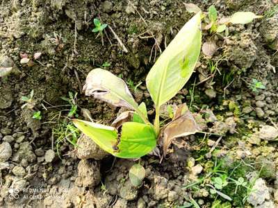 Nitrogen Deficiency - Banana