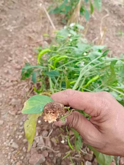 Foot and Collar Rot - Capsicum & Chilli