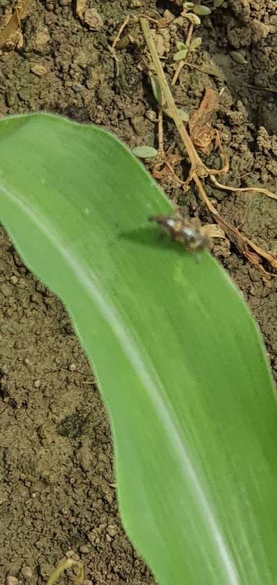 Spotted Maize Beetle - Maize