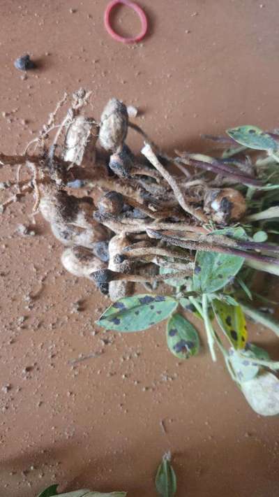 Stem Rot - Peanut