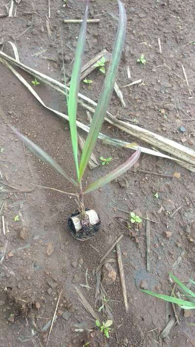 Phosphorus Deficiency - Sugarcane