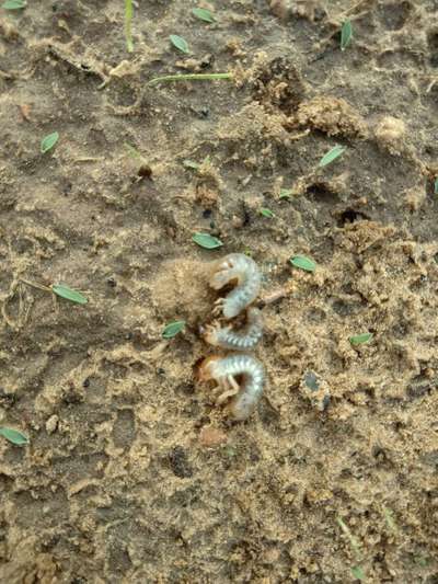 May Beetles - Millet