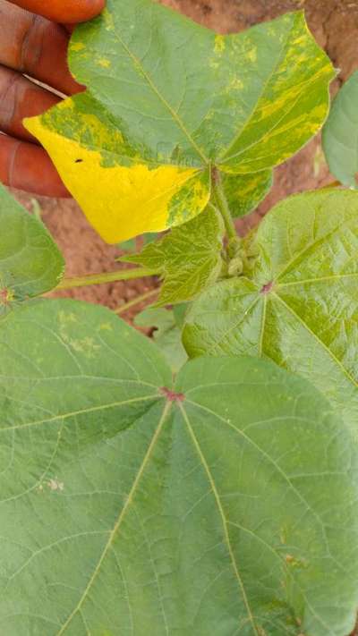 Leaf Variegation - Cotton