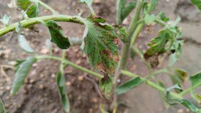 Early Blight - Tomato