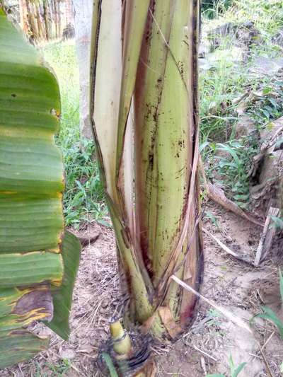 Bacterial Soft Rot of Banana - Banana