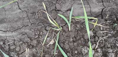 Septoria Tritici Blotch - Wheat