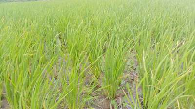 Nitrogen Deficiency - Rice