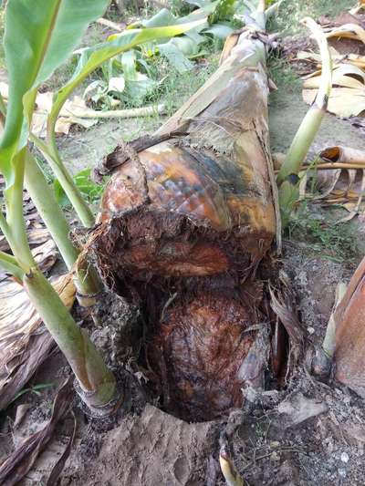 Bacterial Soft Rot of Banana - Banana