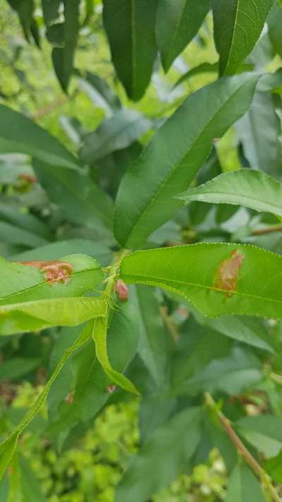 Peach Leaf Curl - Durazno