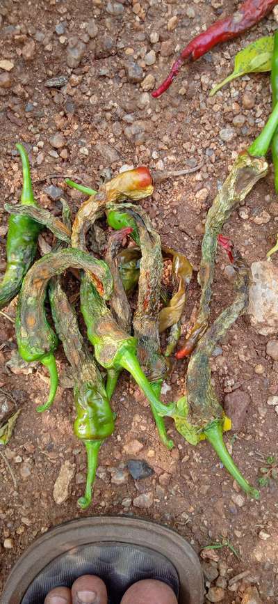 Blossom End Rot - Capsicum & Chilli