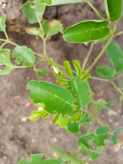 Broad nosed Weevils - Citrus