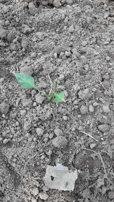 Black Cutworm - Capsicum & Chilli