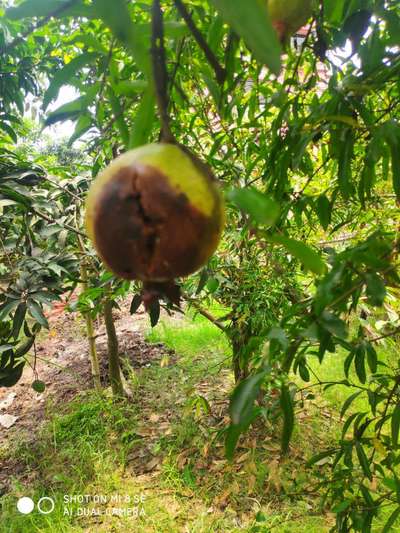 ডালিমের ফোস্কা রোগ - ডালিম