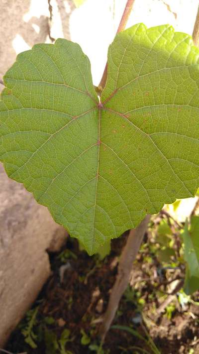 Yellow Vine Mite - Grape