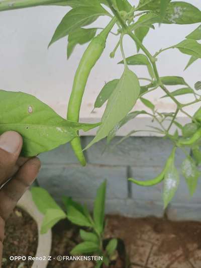 Chilli Cercospora Leaf Spot - Capsicum & Chilli