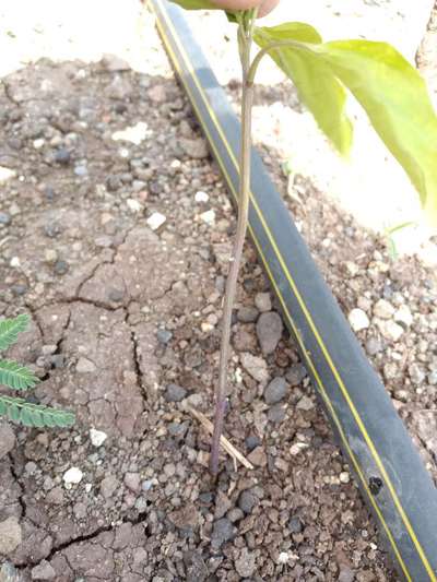 Stem Rot - Capsicum & Chilli