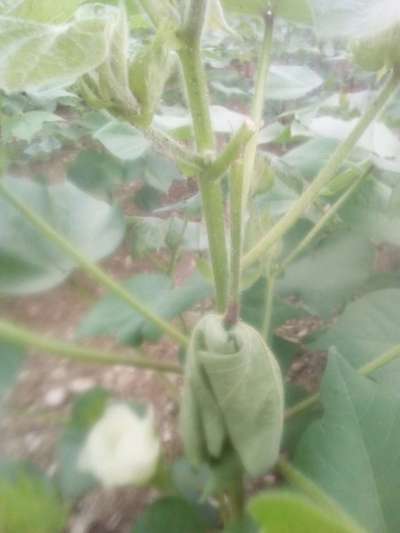 Black Cutworm - Cotton