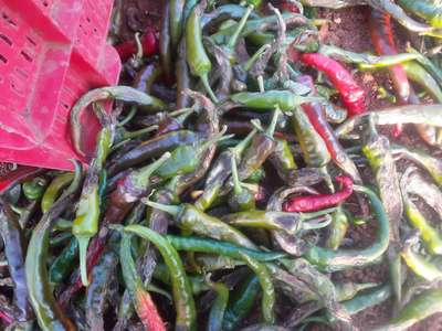 Bacterial Soft Rot of Pepper - Capsicum & Chilli