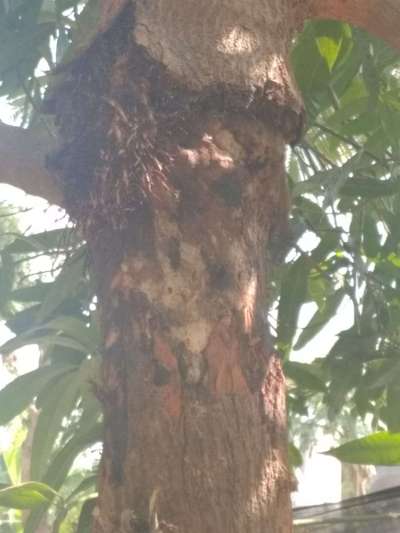 Fruit Tree Bark Beetle - Mango