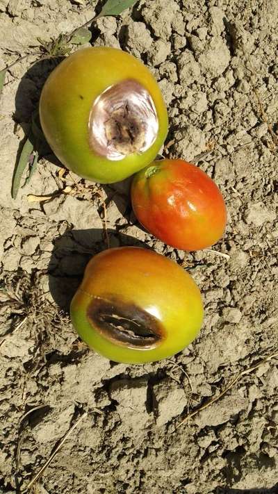 Calcium Deficiency - Tomato