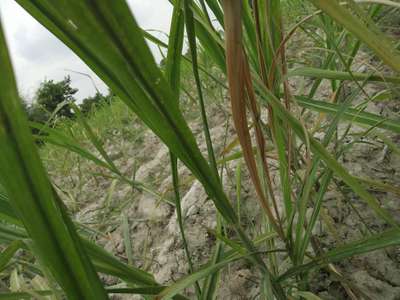 Early Shoot Borer - Sugarcane