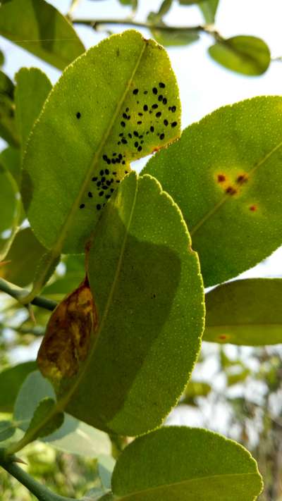 Black Citrus Aphid - Citrus