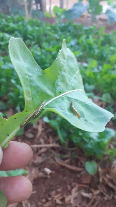 Lagarta/ Borboleta da couve - Pimentão e Pimenta