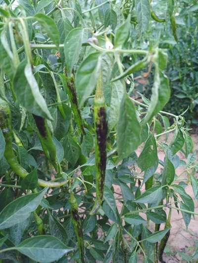 Phosphorus Deficiency - Capsicum & Chilli