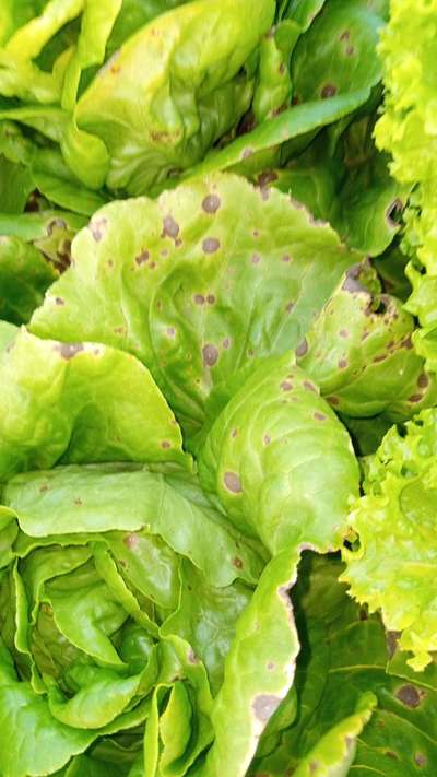 Cercospora Leaf Spot of Eggplant - Lettuce