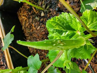 Gall Mite - Okra