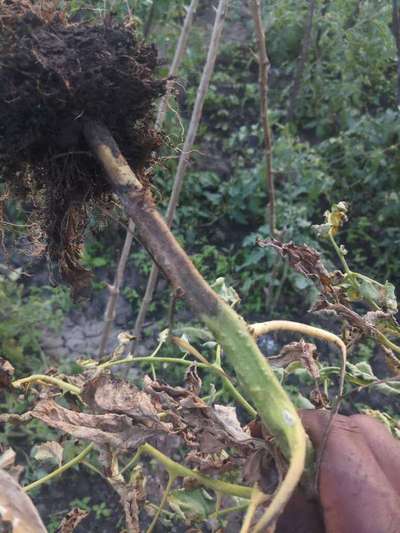 Foot and Collar Rot - Tomato