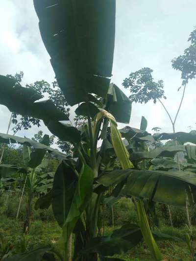 Boron Deficiency - Banana