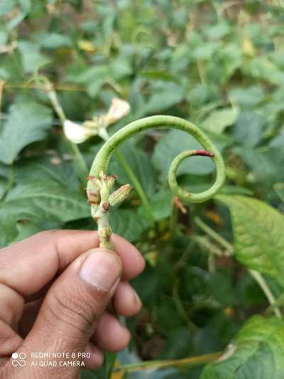 Boron Deficiency - Bean