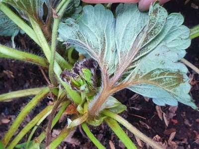 Angular Leaf Spot of Strawberry - Strawberry